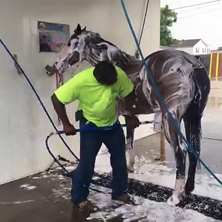 Horse Car Wash