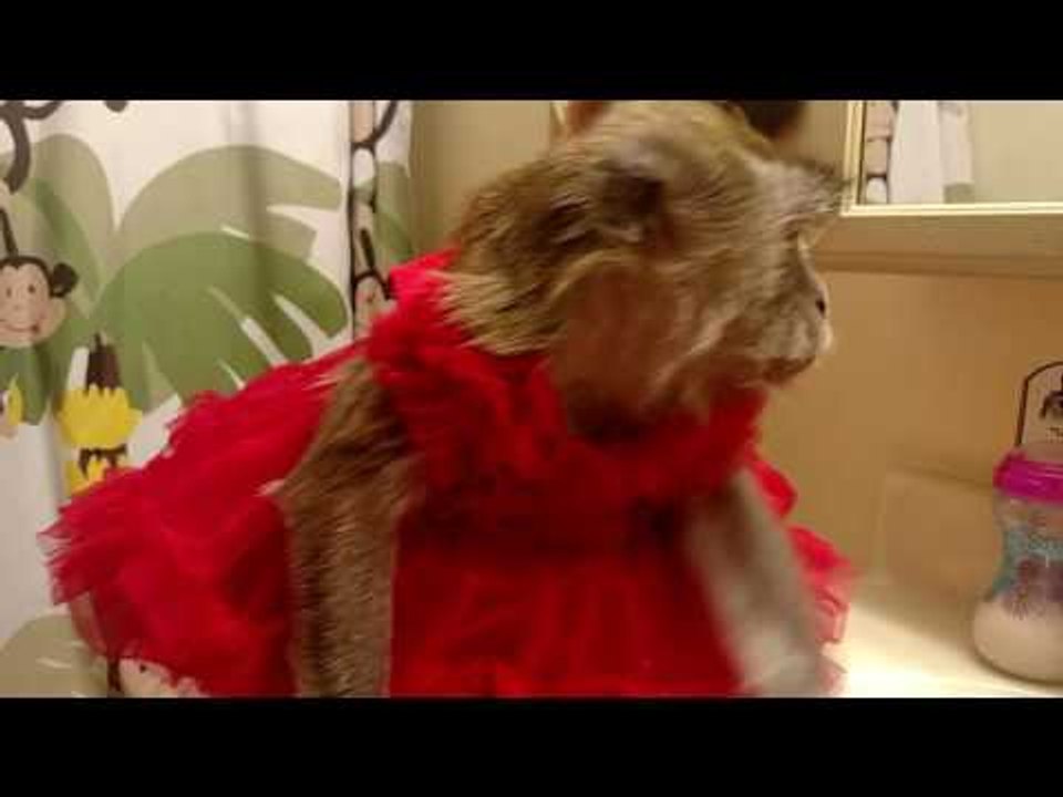Monkey in a Dress Enjoys Some Food and Drinks