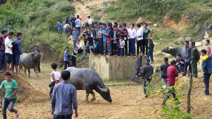 Buffalo fighting in Can Cau Market Vietnam