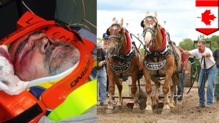 Horse pulling gone wrong: Ontario hero saves girl from getting trampled by horses - TomoNews