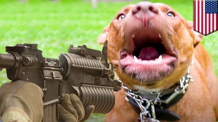 Cop kills pit bull with AR-15 during kid’s birthday party