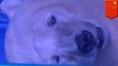 Saddest polar bear in the world confined to tiny artificial enclosure in China mall so people can take selfies