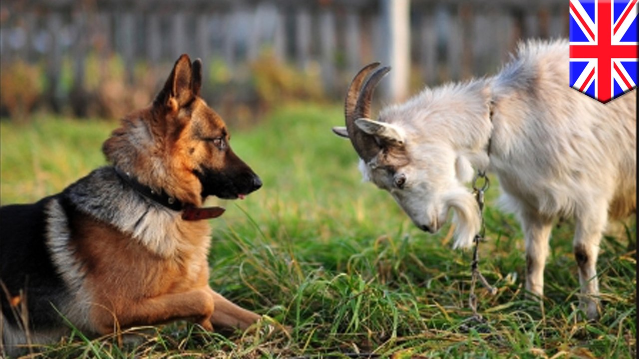 New research shows goats rival dogs in ability to understand humans