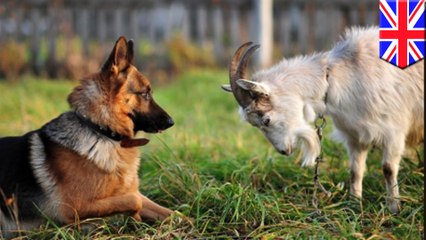 New research shows goats rival dogs in ability to understand humans