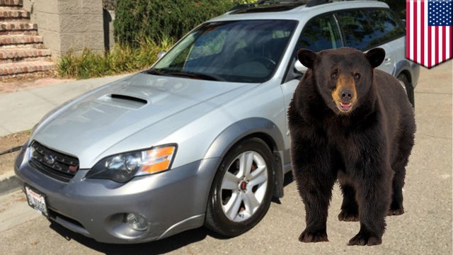 Black bear found trapped in backseat of woman’s car. How it got in remains a mystery - TomoNews