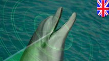 Dolphin-inspired sonar technology helps researchers with ocean exploration - TomoNews