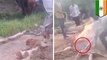 Puppies burned alive: video of Indian teens roasting dogs on bonfire sparks outage - TomoNews
