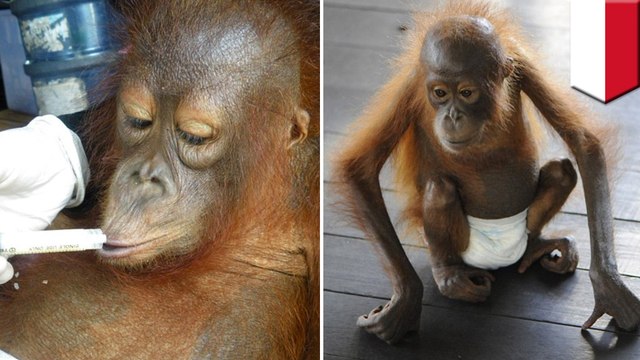 Orangutans orphaned due to deforestation and palm oil production released back into wild - TomoNews