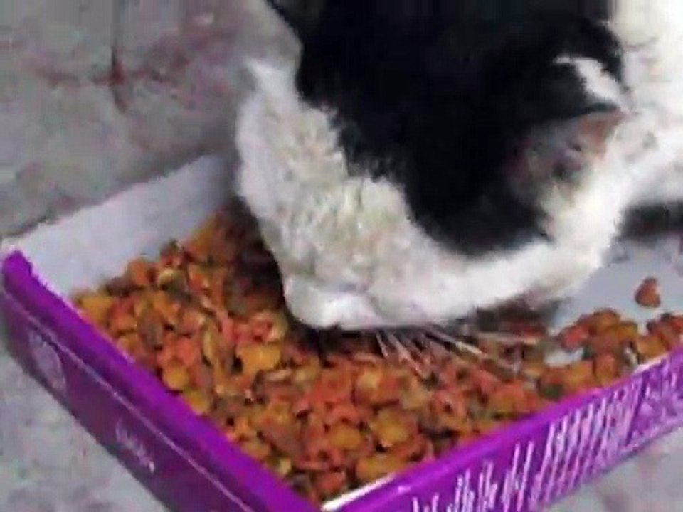 Ils donnent de la nourriture à ce chat errant affamé, regardez sa réaction...