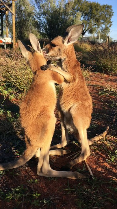 Kangaroo Hugs from Down Under