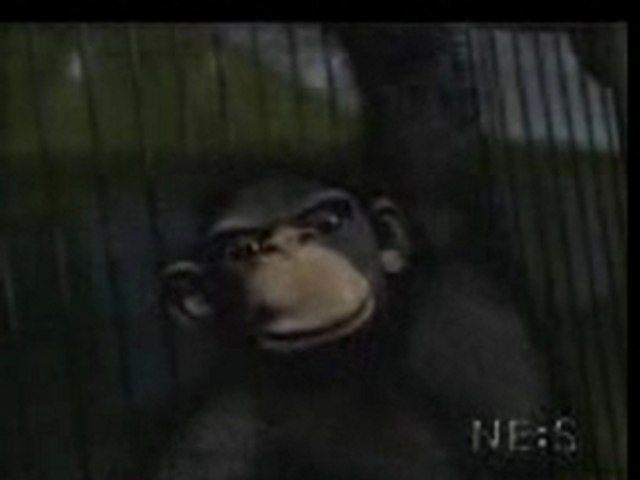 Funky monkey