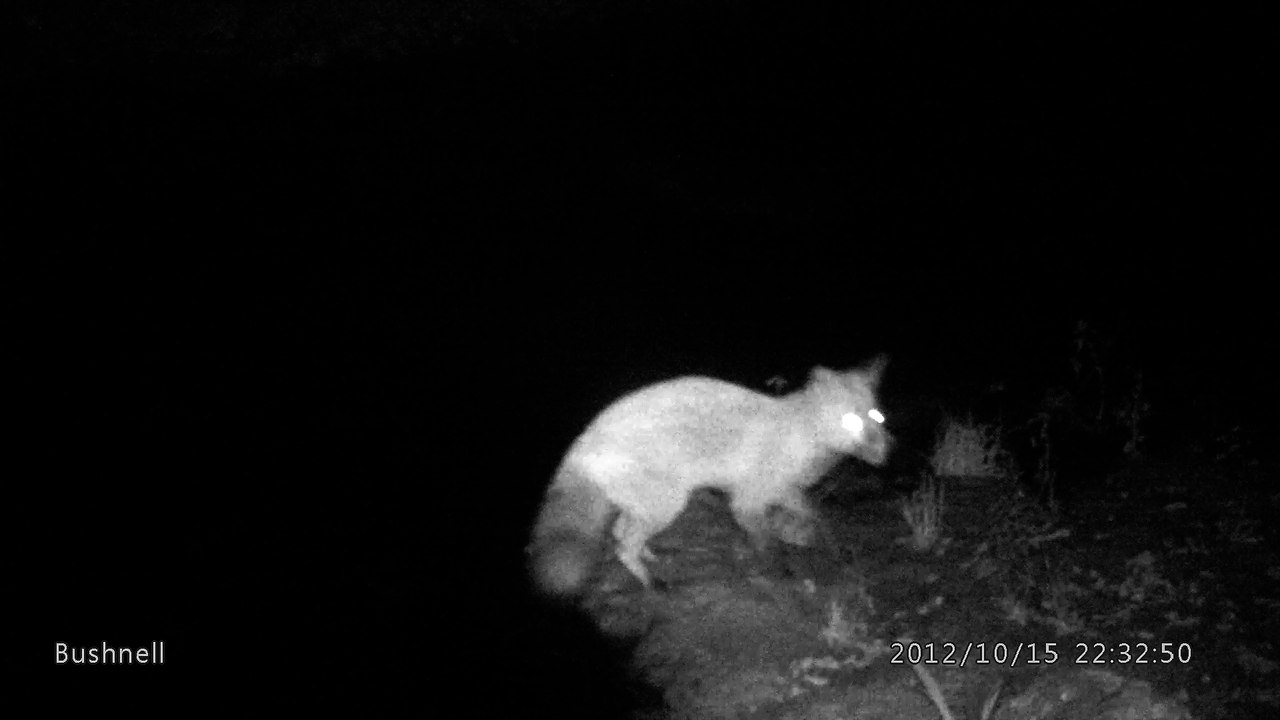 Renard - Hibou