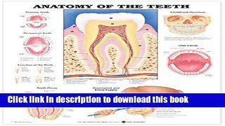 [PDF]  Anatomy of the Teeth Anatomical Chart  [Read] Online