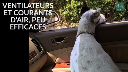 8 choses à savoir sur le coup de chaud et la baignade chez le chien