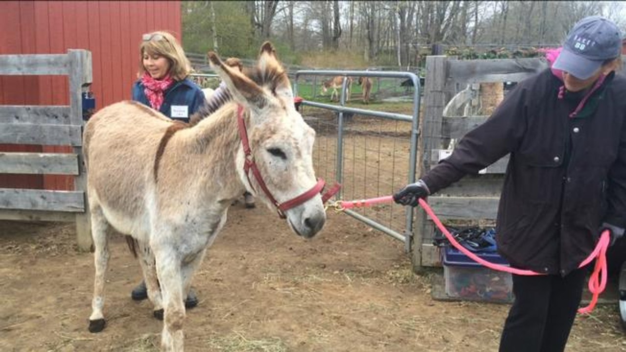 Donkey targets Dog