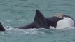 Family of Endangered Southern Right Whales Frolick Off Victorian Coast