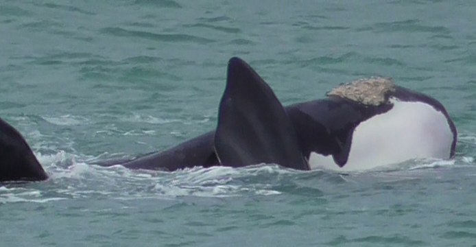 Family of Endangered Southern Right Whales Frolick Off Victorian Coast