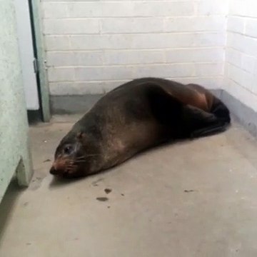 Cette otarie prend des toilettes publiques en otage !