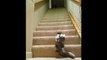 Ce chat handicapé monte l'escalier sur les pattes avant !