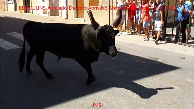 REMOULINS-Abrivado-Encierro-Abrivado-Manade La Clastre-2016/07/25