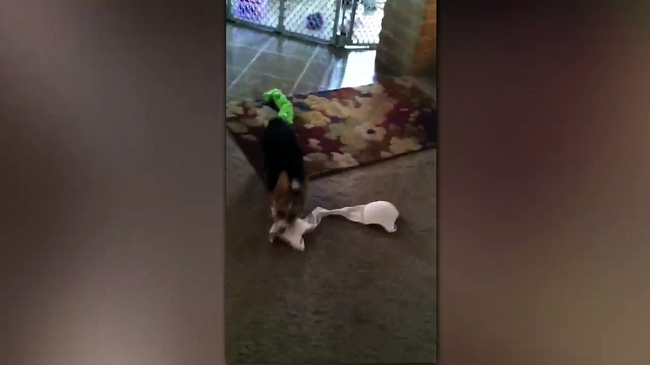 Un chien pervers pique le soutif de sa maitresse