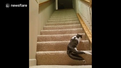 Cat struggles to climb stairs