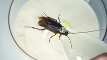 Cockroach Milk Might Solve World Hunger