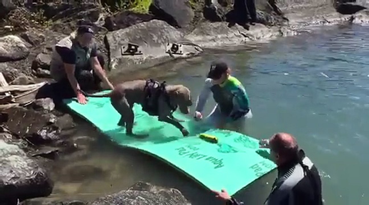 Wasser-Rettungshundearbeit