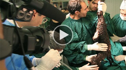 Dolly the cloned sheep