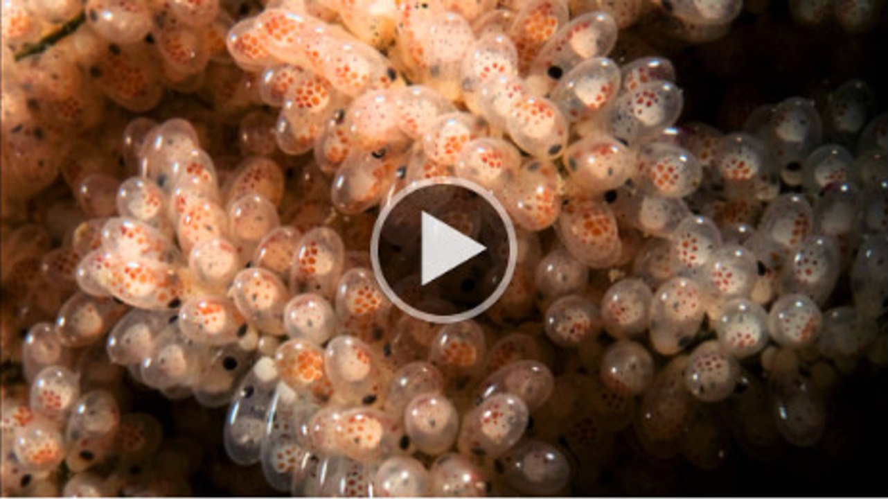 octopus eggs