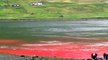 Nouveau massacre de dauphins aux îles Féroé