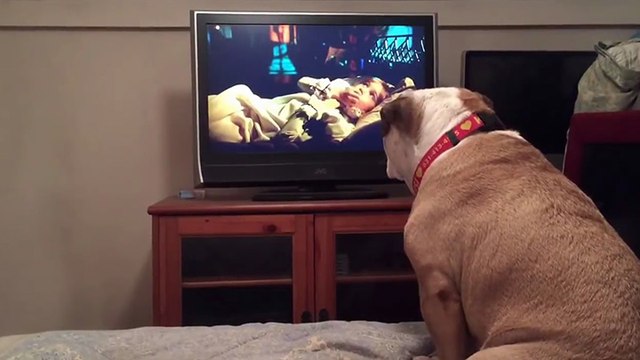 Un chien aboie devant un film pour mettre en garde l'un des personnages
