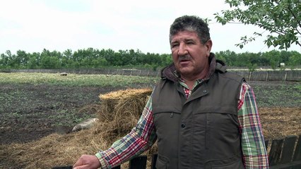 A taste for Hungary's mangalitsa pork fuels breeding revival