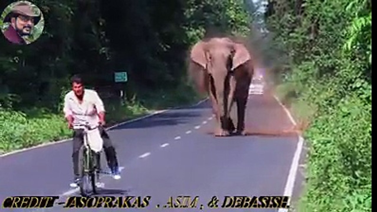 wild elephant