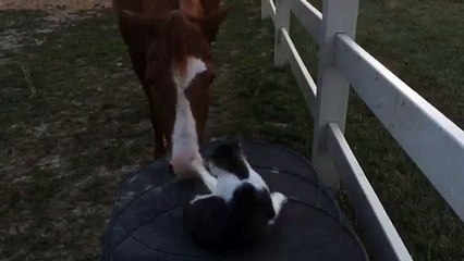 Incredible bond between horse and cat