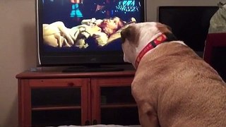 A dog watches a horror movie, but what he does during a scary scene is unbelievable!