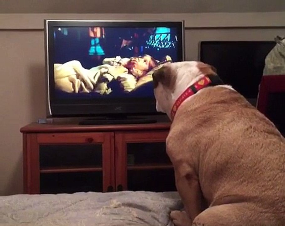 A dog watches a horror movie, but what he does during a scary scene is unbelievable!
