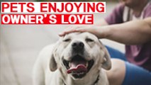 Pets enjoying owner's love
