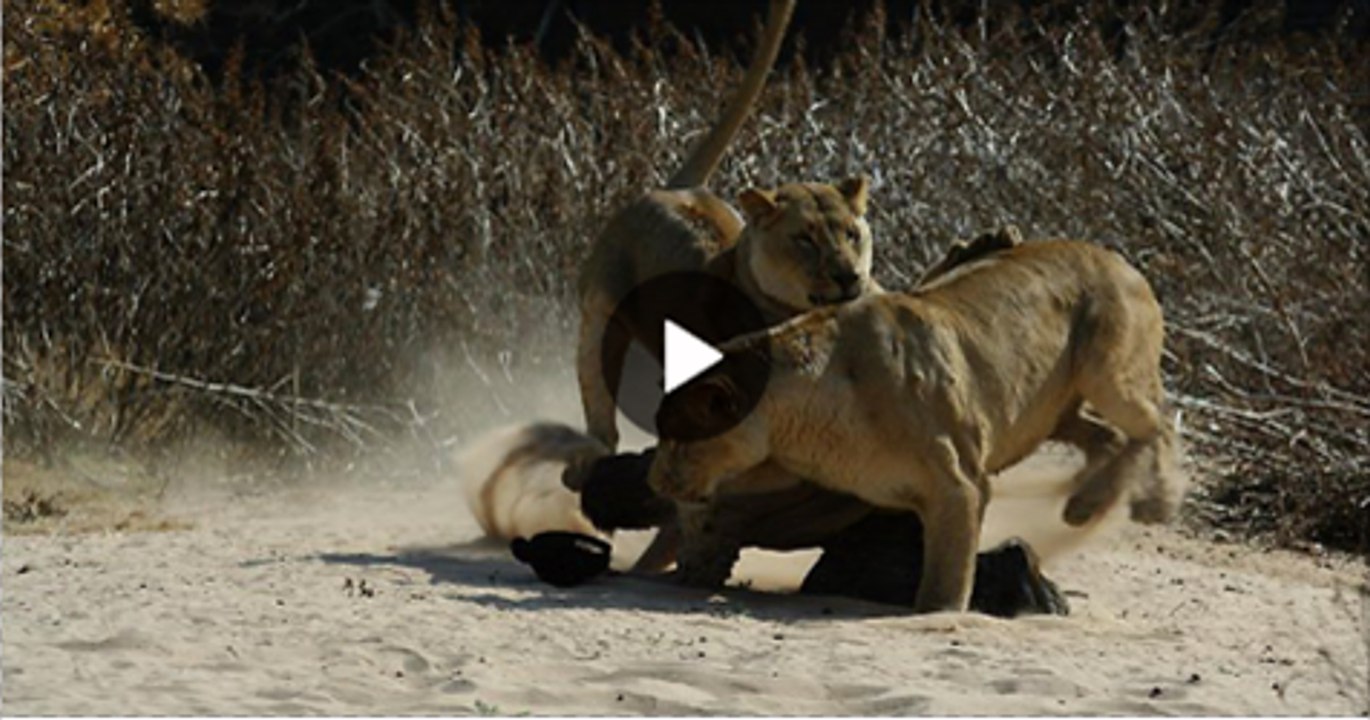 Loin and man