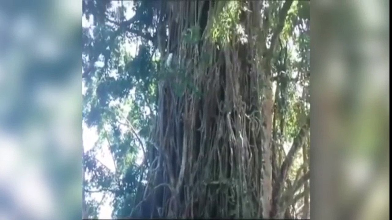 ¡Tarzán sube y baja de árbol enorme en tiempo r...