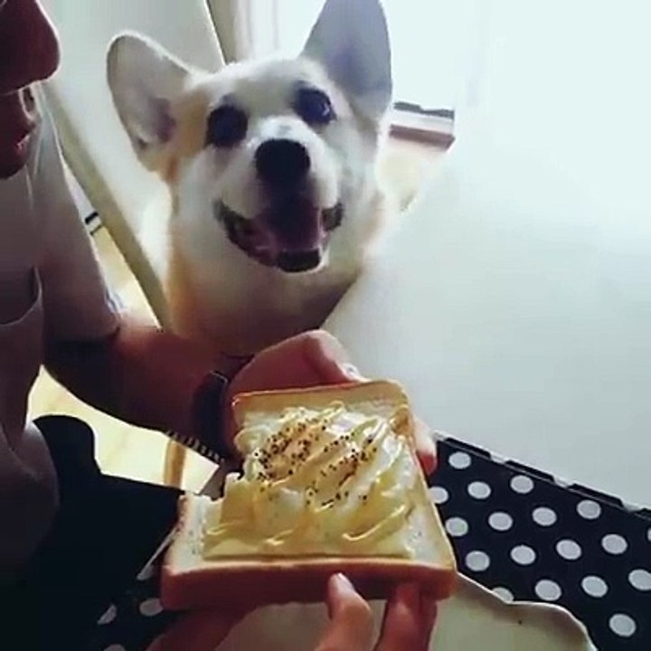 chien demande du gateua