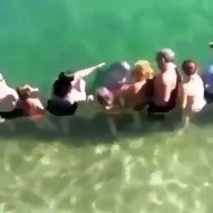 dauphin embrasse tous !