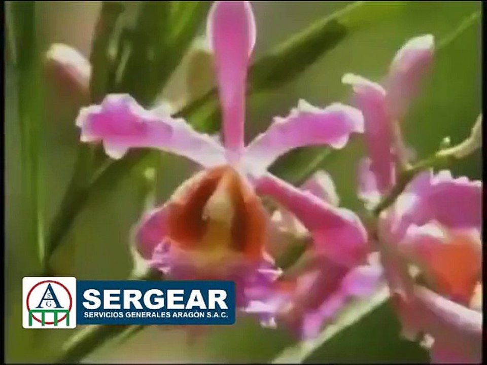 Peru Libre.