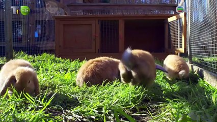 (2016)寵物潛能(Pets Wild at Heart) 01