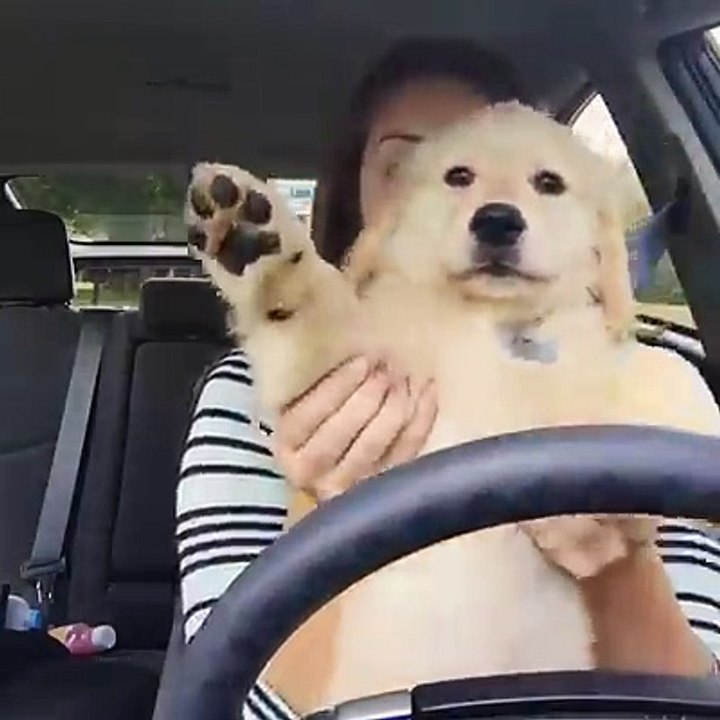 conduire en chantant