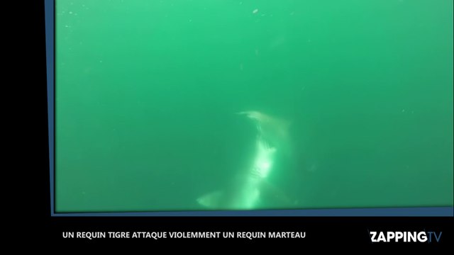 Un requin tigre attaque violemment un requin marteau, les images impressionnantes (Vidéo)