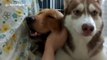 Husky gets jealous when owner starts stroking another dog