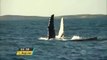 BA: Temporada de baleias jubarte atrai milhares de turistas