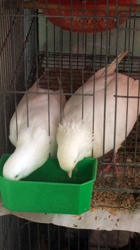 cặp bồ câu bố mẹ tranh thủ ăn nhanh để cho con ăn