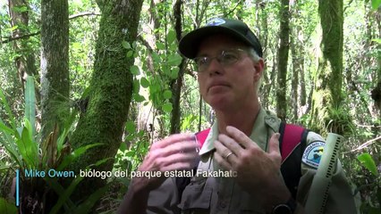 Científicos intentan evitar la extinción de la orquidea fantasma